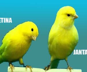 Perbedaan Kenari Jantan dan Betina