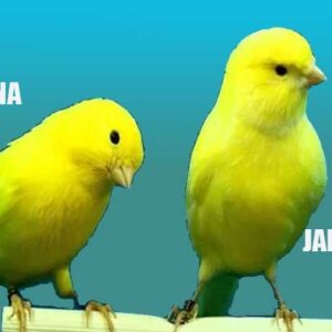 Perbedaan Kenari Jantan dan Betina