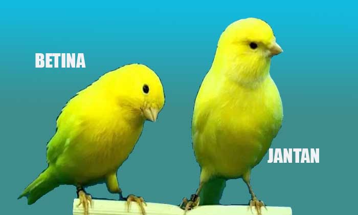 Perbedaan Kenari Jantan dan Betina