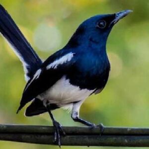 Burung Kacer