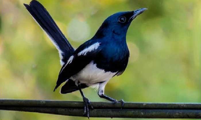Burung Kacer