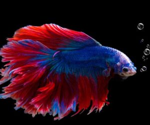 Alasan Mengapa Ikan Betta Disebut Ikan Cupang