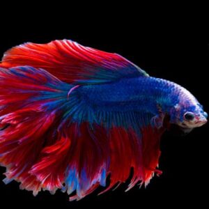 Alasan Mengapa Ikan Betta Disebut Ikan Cupang