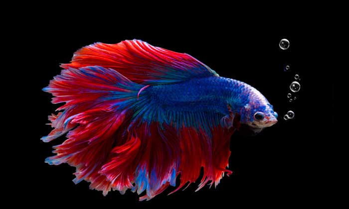 Alasan Mengapa Ikan Betta Disebut Ikan Cupang
