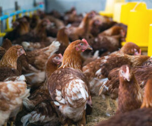 artikel tentang kandang ayam