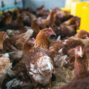 artikel tentang kandang ayam
