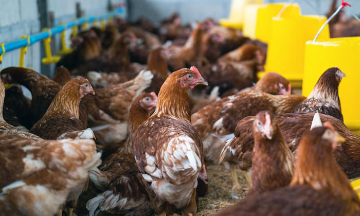 artikel tentang kandang ayam